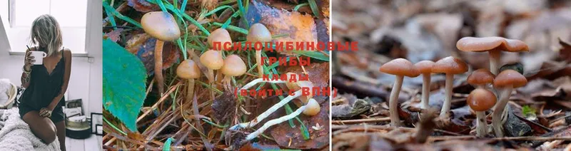 Галлюциногенные грибы Magic Shrooms  где купить наркоту  Канск 